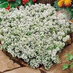 ALYSSUM ÇİÇEĞİ BEYAZ TOHUMU